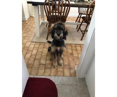 5 month old Bernedoodle puppy for sale - 2
