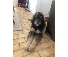 5 month old Bernedoodle puppy for sale - 3