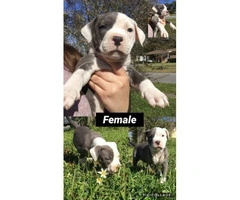 5 Purebred Family pets Pitbull Terriers Available