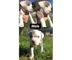 5 Purebred Family pets Pitbull Terriers Available - 2
