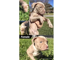 5 Purebred Family pets Pitbull Terriers Available - 4