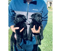 AKC Black German Shepherd Puppies for adoption