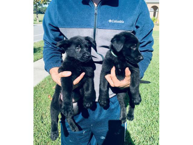 AKC Black German Shepherd Puppies for adoption in Orlando ...