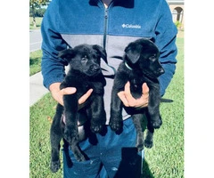 AKC Black German Shepherd Puppies for adoption - 2