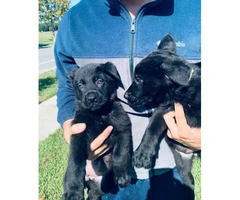 AKC Black German Shepherd Puppies for adoption - 3