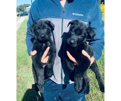 AKC Black German Shepherd Puppies for adoption - 4