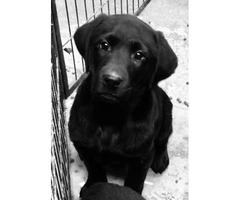 Black lab puppies male and female - 2