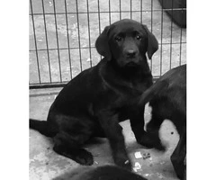 Black lab puppies male and female - 5
