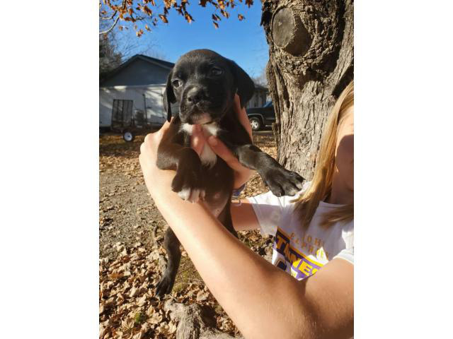 7 weeks old Boxer Puppies need a great family in Nashville, Tennessee