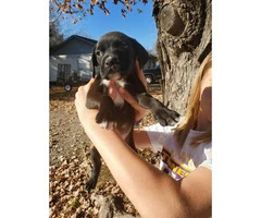 7 weeks old Boxer Puppies need a great family
