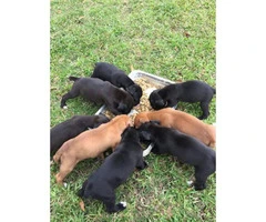 7 weeks old Boxer Puppies need a great family - 2