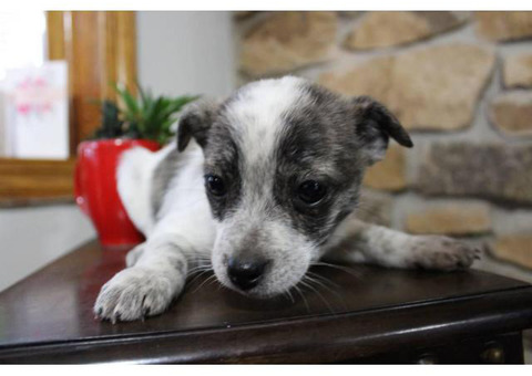 10 weeks old Rat-Cha Puppies for Sale