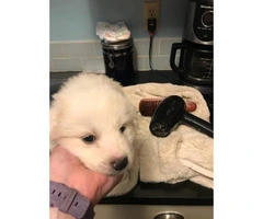 Healthy and Sweet Great Pyrenees Puppy for Adoption - 7