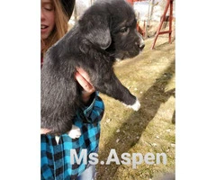 German Shepherd / Labrador Mix Puppies for Christmas season - 13