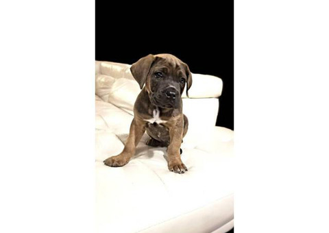 3 males & 1 females Cane Corso puppies ready for pick up