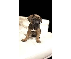 3 males & 1 females Cane Corso puppies ready for pick up