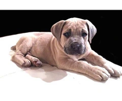 3 males & 1 females Cane Corso puppies ready for pick up - 2