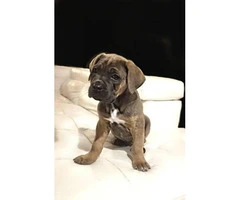 3 males & 1 females Cane Corso puppies ready for pick up - 3