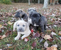 3 males & 1 females Cane Corso puppies ready for pick up - 4