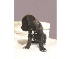 3 males & 1 females Cane Corso puppies ready for pick up - 5