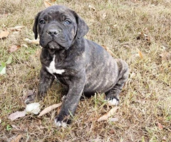 3 males & 1 females Cane Corso puppies ready for pick up - 6