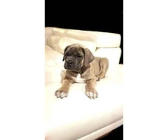 3 males & 1 females Cane Corso puppies ready for pick up - 7