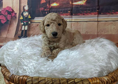Standard Poodles w/ AKC registration