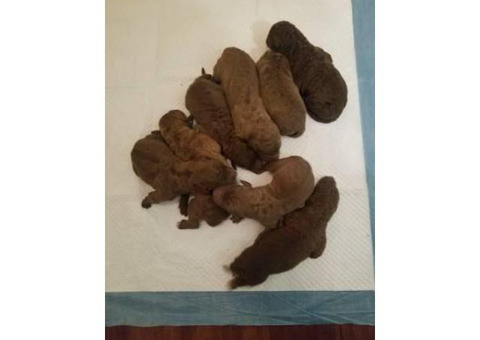 Chesapeake bay retriever babies