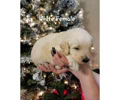 F1B labradoodle puppies for sale - 5