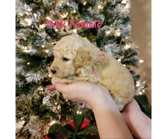 F1B labradoodle puppies for sale - 7
