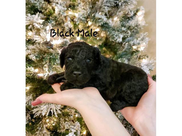 F1B labradoodle puppies for sale in Bellevue, Idaho ...