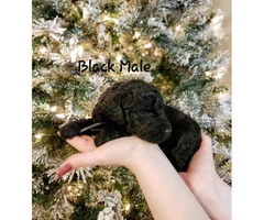 F1B labradoodle puppies for sale - 9