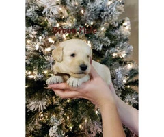 F1B labradoodle puppies for sale - 10