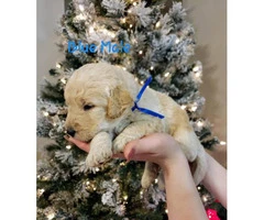 F1B labradoodle puppies for sale - 15