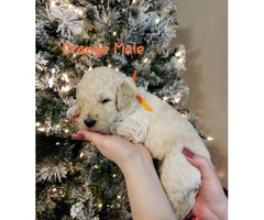 F1B labradoodle puppies for sale - 17