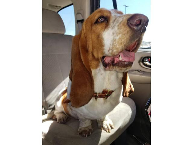 6 Basset Hound Puppies for rehoming in Abilene, Texas ...