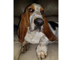 6 Basset Hound Puppies for rehoming - 2