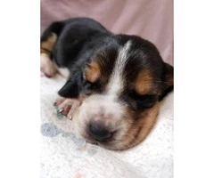 6 Basset Hound Puppies for rehoming - 3