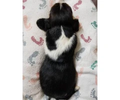 6 Basset Hound Puppies for rehoming - 4