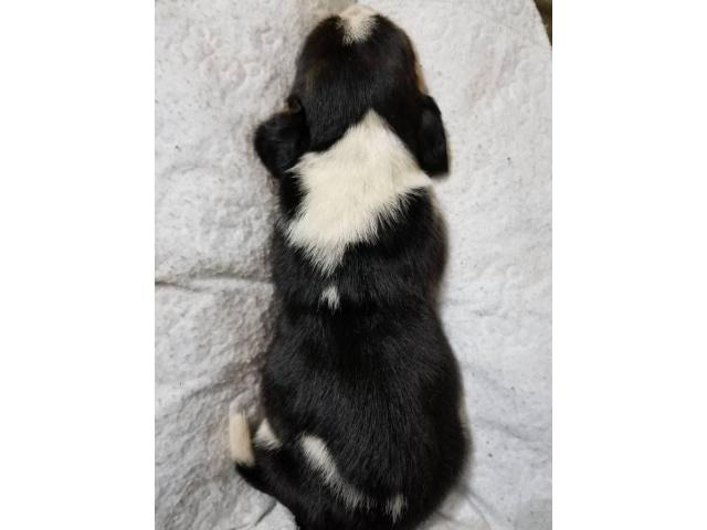 6 Basset Hound Puppies for rehoming in Abilene, Texas ...