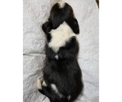 6 Basset Hound Puppies for rehoming - 10