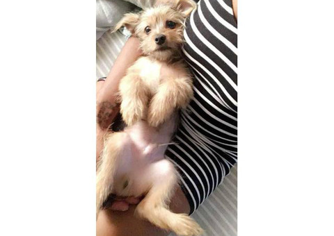 9 month old Pomeranian / Yorkshire Terrier Puppy