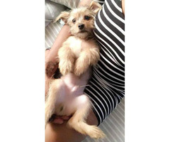 9 month old Pomeranian / Yorkshire Terrier Puppy
