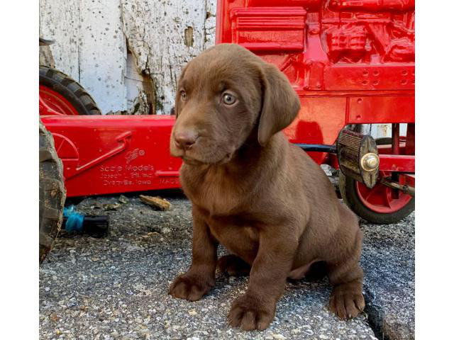 Chocolate Lab Puppies Males And Females Akc Registered In Philadelphia Pennsylvania Puppies For Sale Near Me