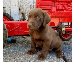 Chocolate Lab puppies Males and Females AKC registered