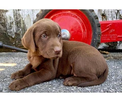Chocolate Lab puppies Males and Females AKC registered - 2