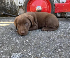 Chocolate Lab puppies Males and Females AKC registered - 4