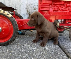 Chocolate Lab puppies Males and Females AKC registered - 5