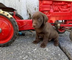 Chocolate Lab puppies Males and Females AKC registered - 6