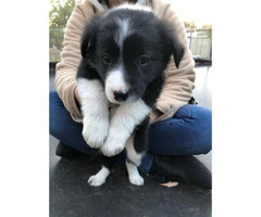 Nine (9) Border Collie puppies Available - 2